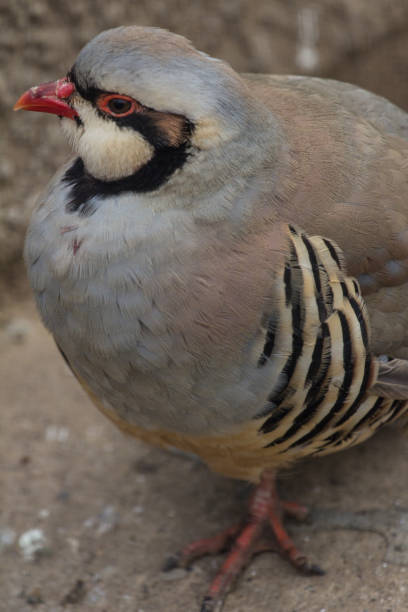 istock Close up of Indian chukar 801107974