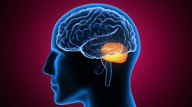 istock 3d illustration of human body brain anatomy 801110366