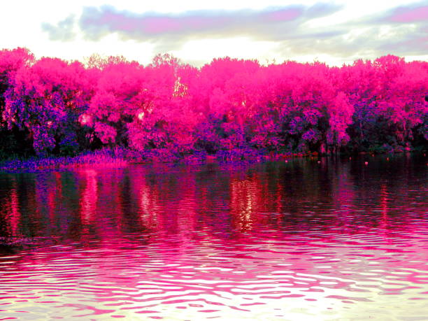 istock Nature summer river and row of trees on the shore view directly 801110610