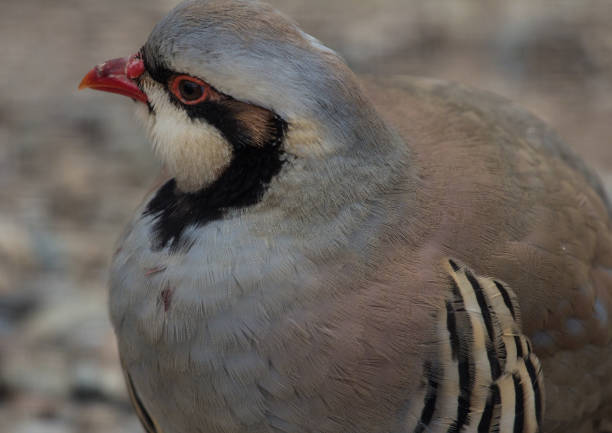 istock Close up of the chukar partridge looking aside 801110682