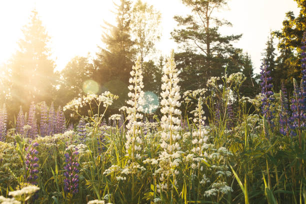 Lupins in sunlight Swedish summer scenics landscape and nature ostergotland stock pictures, royalty-free photos & images