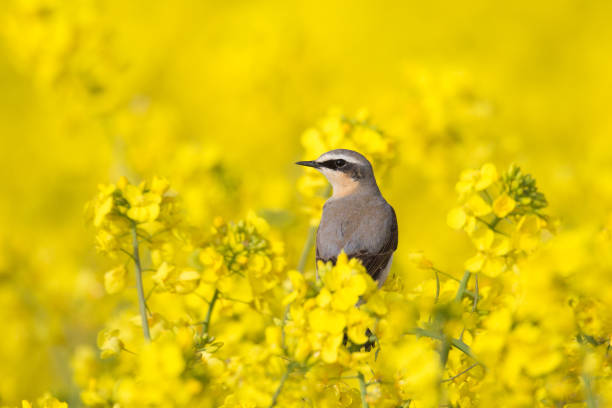istock Male Northern Wheatear perched in flowering Rape Seed crop 801113490