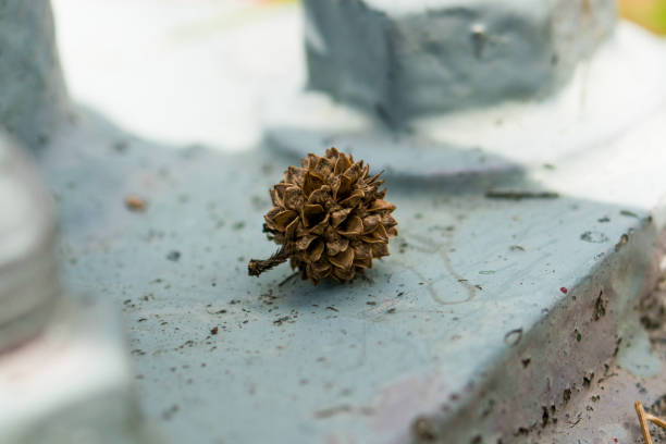 Casuarina, see, metal, plant and dry