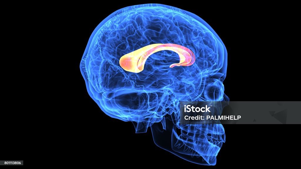 3d illustration of human body brain anatomy parts The human brain is the central organ of the human nervous system, and with the spinal cord makes up the central nervous system. The brain consists of the cerebrum, the brainstem and the cerebellum. Anatomy Stock Photo