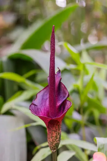 Photo of Amorphophallus konjac (also known as konjak, konjaku, konnyaku potato, devil's tongue, voodoo lily, snake palm, or elephant yam).