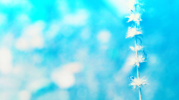 istock grass flower and blue bokeh soft focus background 801116826