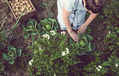 Young Woman Working in a Home Grown Vegetable Garden
