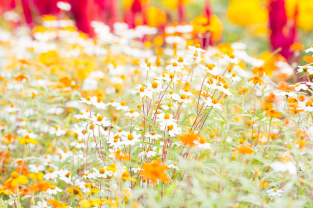 field of beautiful flowers