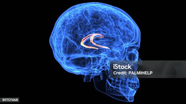 3d Illustration Of Human Body Brain Anatomy Parts Stock Photo - Download Image Now - Anatomy, Biology, Biomedical Illustration