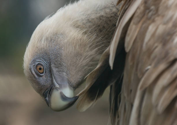 istock Side view of head of Griffon Vulture 801123830