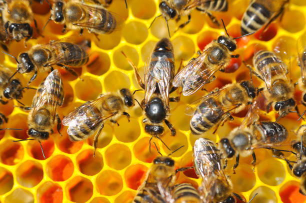 ミツバチのコロニーの女王。女王蜂は働き蜂よりも大きいです。 - beehive bee colony wax ストックフォトと画像