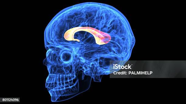 3d Illustration Of Human Body Brain Anatomy Parts Stock Photo - Download Image Now - Anatomy, Biology, Biomedical Illustration