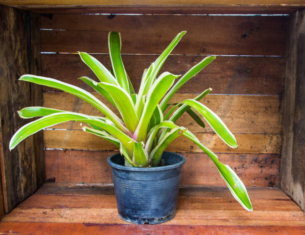 istock Plants in pots placed on a wooden crate. 801124130