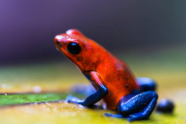 rana dagli occhi rossi vicino al centro ecologico los guatuzos, nicaragua - red frog foto e immagini stock