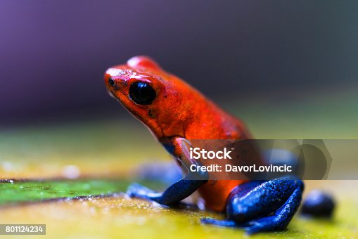 istock Red eyed tree frog near Centro Ecologico Los Guatuzos, Nicaragua 801124234