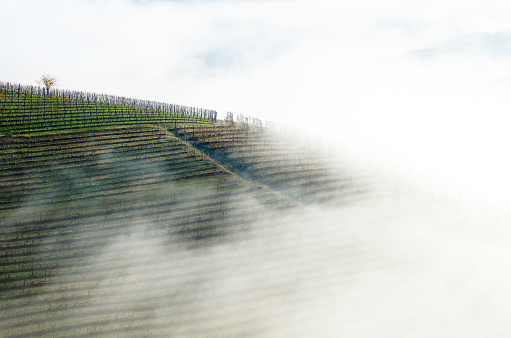 Vineyards wrapped in the mist of the morning