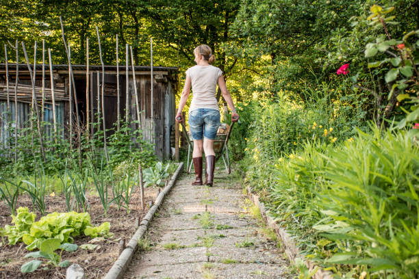 istock Woman Carrying Firewood With Wheelbarrow 801127026