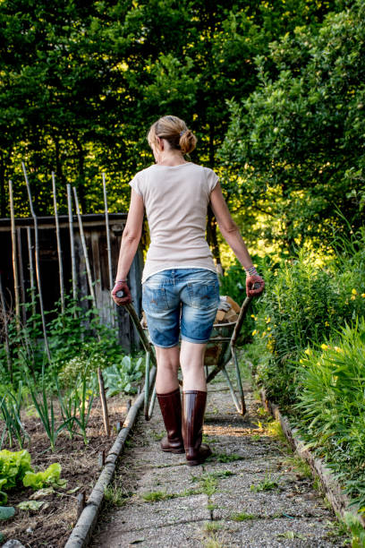 istock Woman Carrying Firewood With Wheelbarrow 801127028