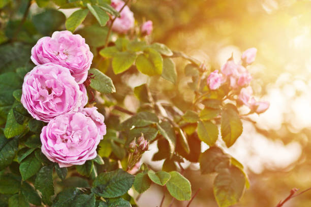 istock A flower on a bush of a wild rose 801127388