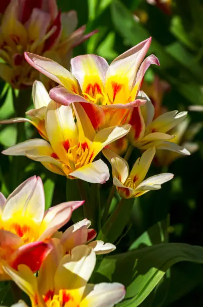 Tulips of the Kaufmanniana Floresta species. This species of tulips has several flowers on one plant.