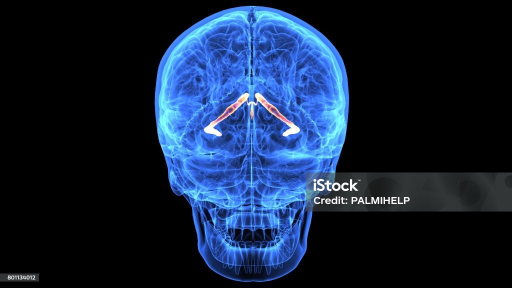 3d illustration of human body brain anatomy parts The human brain is the central organ of the human nervous system, and with the spinal cord makes up the central nervous system. The brain consists of the cerebrum, the brainstem and the cerebellum. Anatomy Stock Photo