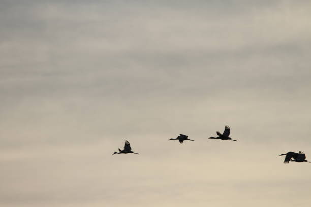 istock Sandhill cranes in nature 801142422