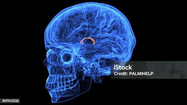 3d Illustration Of Human Body Brain Anatomy Parts Stock Photo - Download Image Now - Anatomy, Biology, Biomedical Illustration