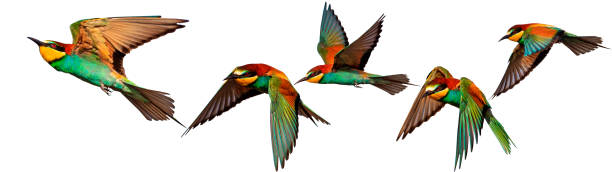 istock Set of exotic birds on white backgrounds 801153066