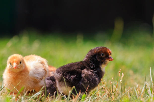 istock white and dark chickens among the summer grass 801153072