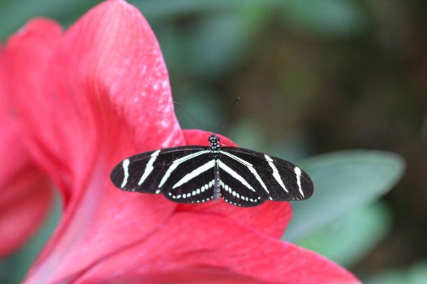 istock Butterflies on a flower in nature 801157412