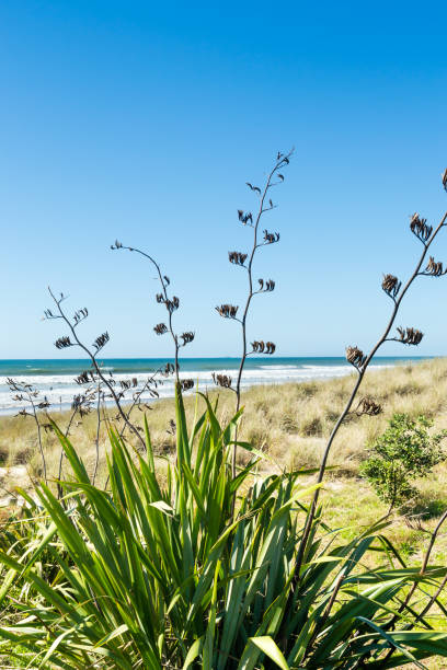 아마 식물 - new zealand flax 뉴스 사진 이미지