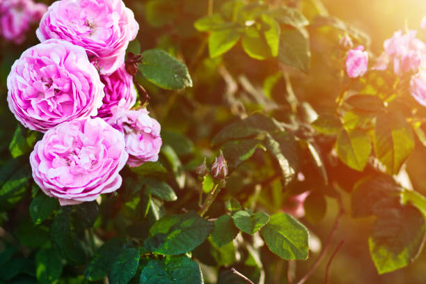 istock A flower on a bush of a wild rose 801160222