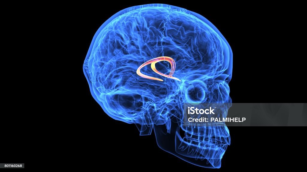 3d illustration of human body brain anatomy parts The human brain is the central organ of the human nervous system, and with the spinal cord makes up the central nervous system. The brain consists of the cerebrum, the brainstem and the cerebellum. Anatomy Stock Photo