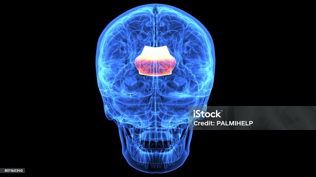 3d illustration of human body brain anatomy parts The human brain is the central organ of the human nervous system, and with the spinal cord makes up the central nervous system. The brain consists of the cerebrum, the brainstem and the cerebellum. Anatomy Stock Photo