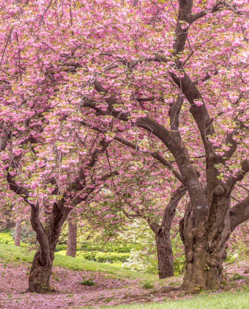 istock Central Park, New York City spring 801166970
