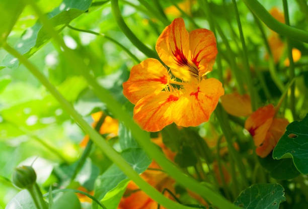 Beautiful yellow flowers of Tropaeolum majus. the garden nasturtium, nasturtium, Indian cress, monk's cress.