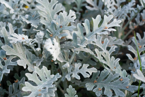 istock Cineraria maritime varieties of 