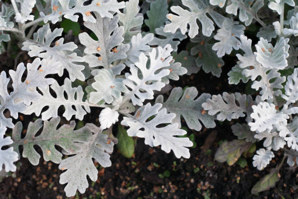 istock Cineraria maritime varieties of 