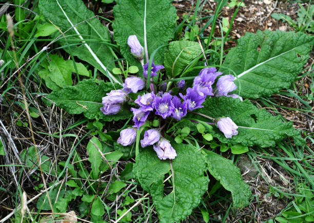 Mandragora plant genus . Plant with leaves and lilac flowers in nature. Mandragora (plant genus). Plant with leaves and lilac flowers in nature. Forest flowers background. mandragora stock pictures, royalty-free photos & images