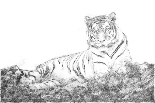 Sketch - Siberian tiger lying on a wooden bridge