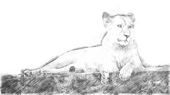 Sketch - Lying lioness on a bridge of wood