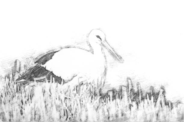 Sketch - Standing stork in the middle of the reed