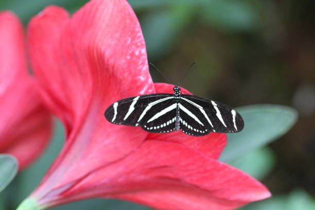 istock Butterflies on a flower in nature 801175832