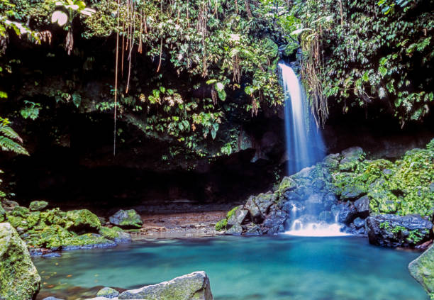 island of dominica - stream forest river waterfall imagens e fotografias de stock