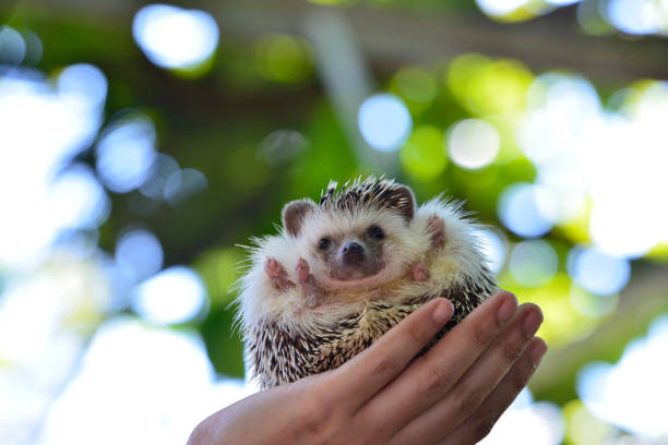 istock Young hedgehog in natural habitat ,Hedgehog  bokeh  background 801184052
