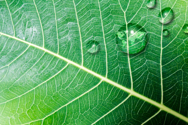 Como é Calculado o Preço do Carbono na Agropecuária? Imagem: Istockphoto.com Como é Calculado o Preço do Carbono na Agropecuária? Imagem: Istockphoto.com