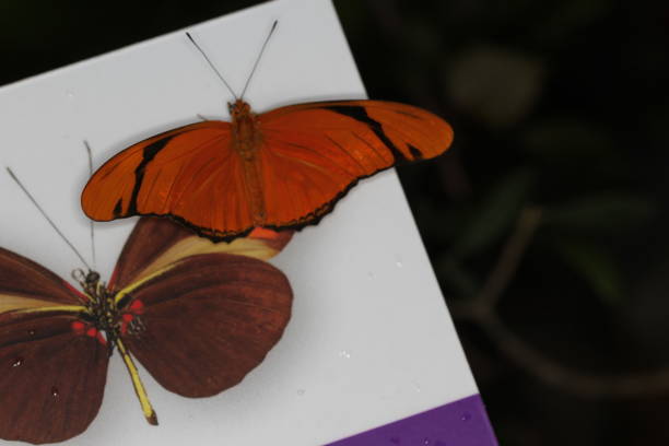 istock Butterflies on a flower in nature 801184582