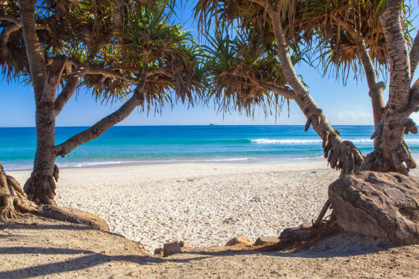 istock Byron Bay's main beach looking at Jullian Rocks through panadanus palms with blue water 801187268