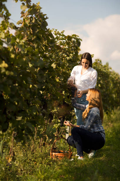 istock Two young girls picking grapes in the vineyard 801195700