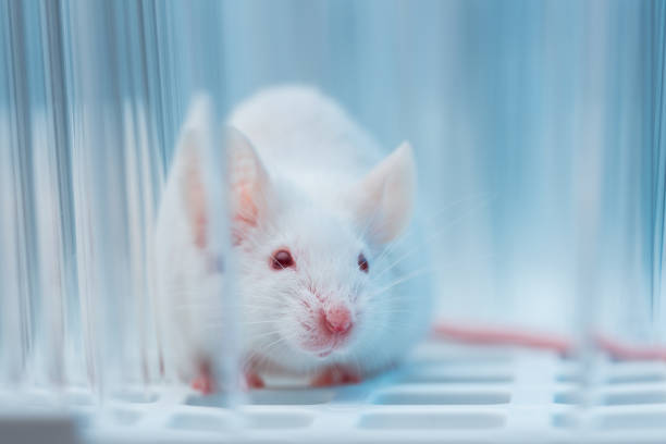Lab Mouse Picture 6,100+ Laboratory Mouse Stock Photos, Pictures & Royalty-Free Images ...